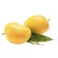 MANGO KESAR IMPORT INDIA BAX 1.5KG 