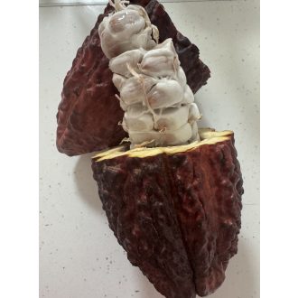 FRUCT DE CACAO 1BUCATA APROX 1KG IMPORT ECUADOR 