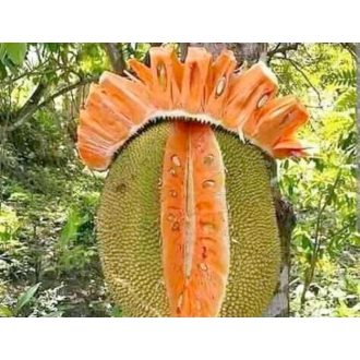 JACKFRUIT NANGKA MADU IMPORT MALAEZIA 1 BUCATA 25-30KG 