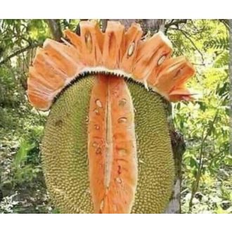   JACKFRUIT INTREG  IMPORT VIETNAM 1 BUCATA  APROXIMATIV 14KG MIEZ PORTOCALIU IMPORT VIETNAM 