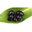 PRUNA JAVA ( JAMUN ) IMPORT PAKISTAN CUTIE 200G