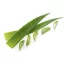 FRUNZE DE ALOE VERA IMPORT SPAIN 500G