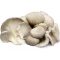 CIUPERCI_OYSTER_CASEROLA_250G_IMPORT_THAILANDA