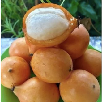 ACHACHAIRU FRUCT (GARCINIA HUMILIS) 1KG IMPORT VIETNAM 