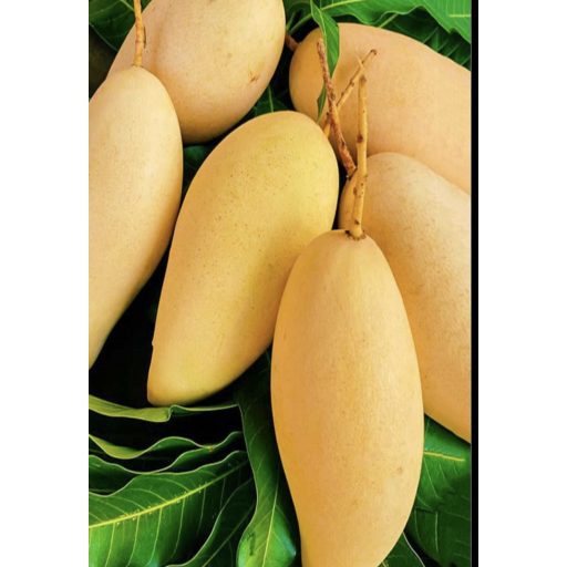 MANGO NAM DOK MAI IMPORT THAILANDA CUTII 2KG NET