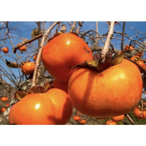 KAKI/PERSIMON 2.5 KG gross IMPORT SPANIA PRODUS BIO