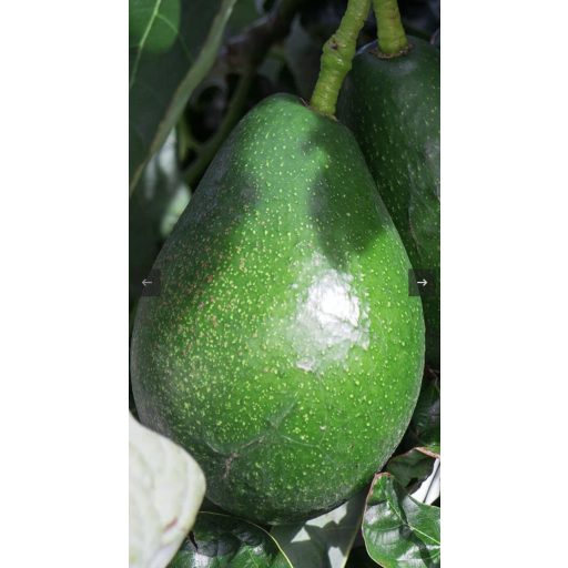 AVOCADO BACON BIO CUTIE 2 KG /net IMPORT BRAZILIA