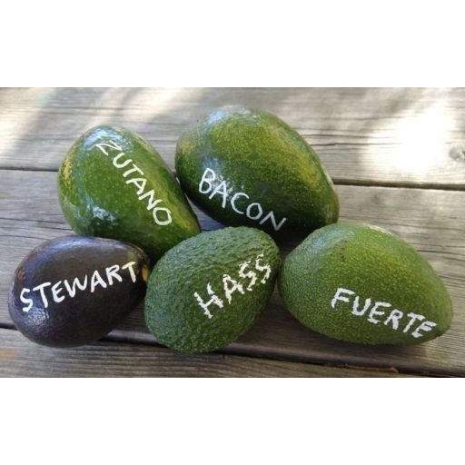 AVOCADO BACON BIO CUTIE 2 KG /net IMPORT BRAZILIA