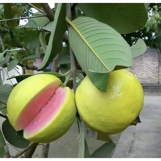 GUAVA ROZ CUTIE  IMPORT BRAZILIA 2 kg 