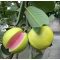 GUAVA ROZ CUTIE  IMPORT BRAZILIA 2 kg 