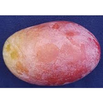 MANGO OSTEEN 4.5KG gross IMPORT SPANIA PRODUS BIO