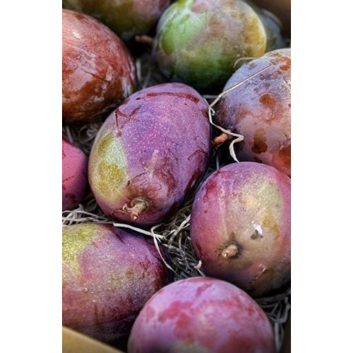 MANGO OSTEEN 4.5KG gross IMPORT SPANIA PRODUS BIO
