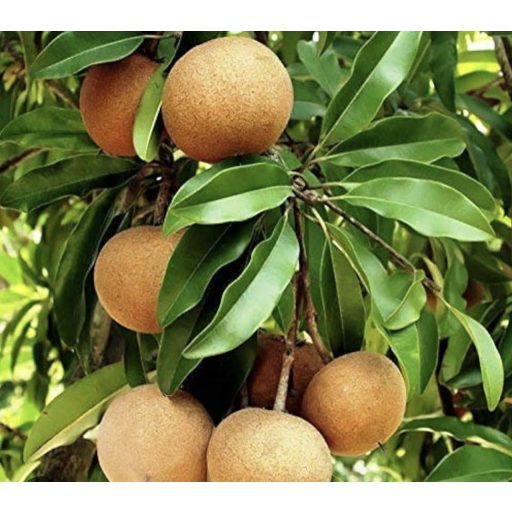 SAPODILLA  IMPORT THAILANDA 500g