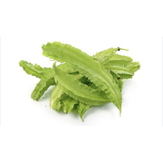 WINGED BEANS 500G IMPORT THAILANDA