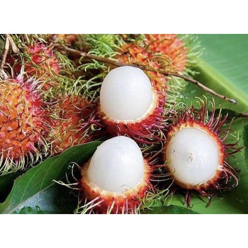 RAMBUTAN IMPORT  THAILANDA(cutii 500g )